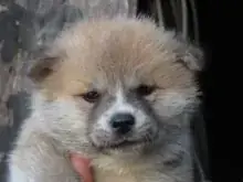 秋田犬