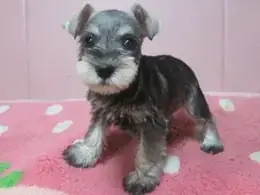 ミニチュア・シュナウザー