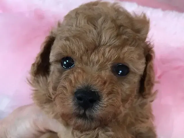 プードル