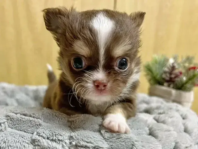 チワワ