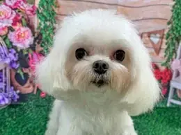 格安犬と里親募集