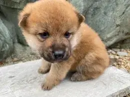 柴犬