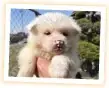 秋田犬