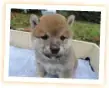 柴犬