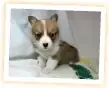 ウェルシュコーギー