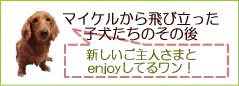 お客様からのお便り