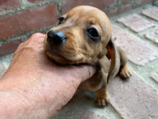 格安犬と里親募集の子犬販売 画像1
