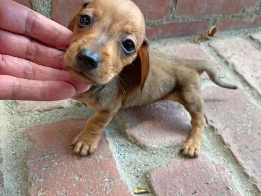 格安犬と里親募集の子犬販売 画像1