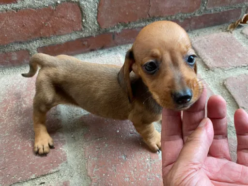 格安犬と里親募集の子犬販売 画像1