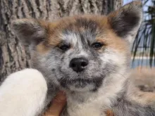 秋田犬