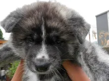 秋田犬