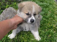 秋田犬