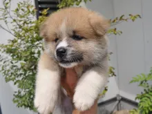 秋田犬