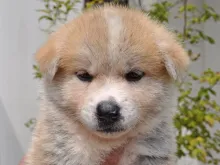 秋田犬