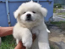 秋田犬