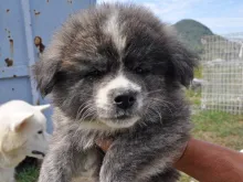 秋田犬