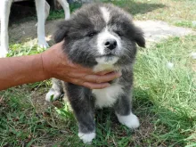 秋田犬