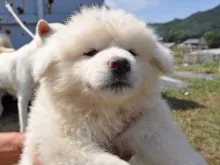 秋田犬