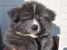 秋田犬