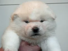 秋田犬