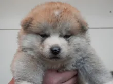 秋田犬