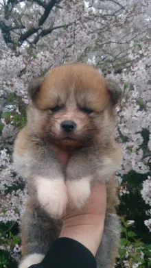 秋田犬