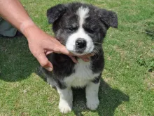 秋田犬
