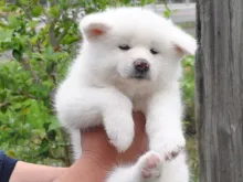 秋田犬