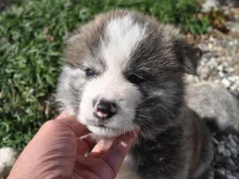 秋田犬