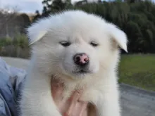秋田犬