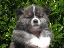 秋田犬
