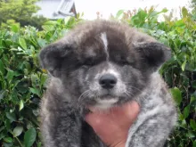 秋田犬
