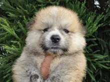 秋田犬