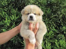 秋田犬