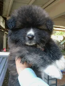 秋田犬