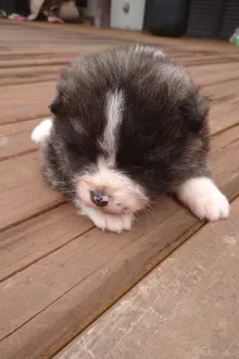 秋田犬