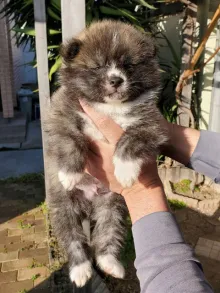 秋田犬
