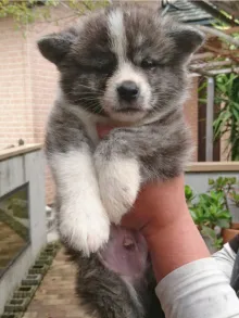 秋田犬