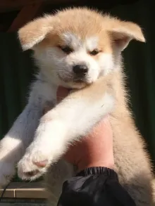 秋田犬