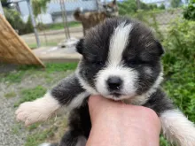 秋田犬