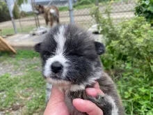 秋田犬