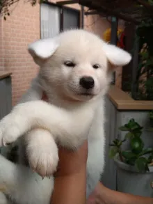 秋田犬