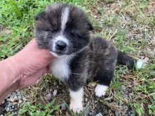 秋田犬