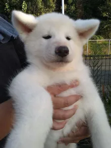 秋田犬