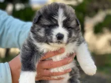 秋田犬