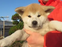 秋田犬