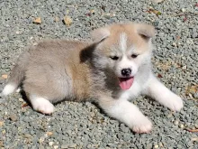 秋田犬