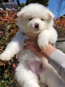秋田犬