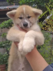 秋田犬
