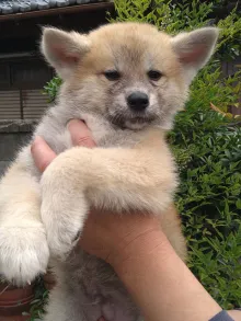 秋田犬